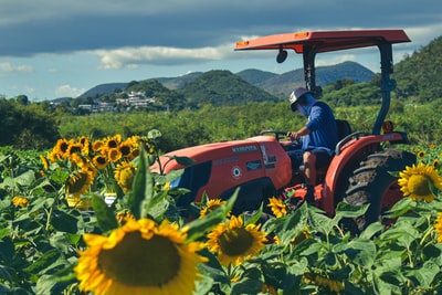 Sunflower red tractor on the ground during the day
